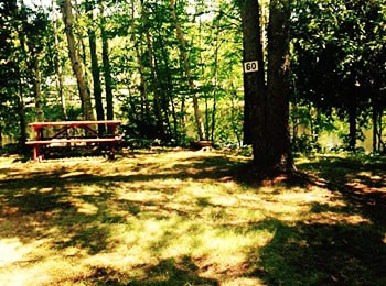 Picnic table among trees