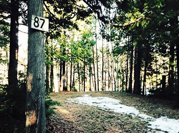 Petite clairière dans les bois