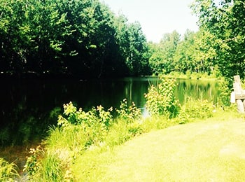 Lac entouré d'arbres